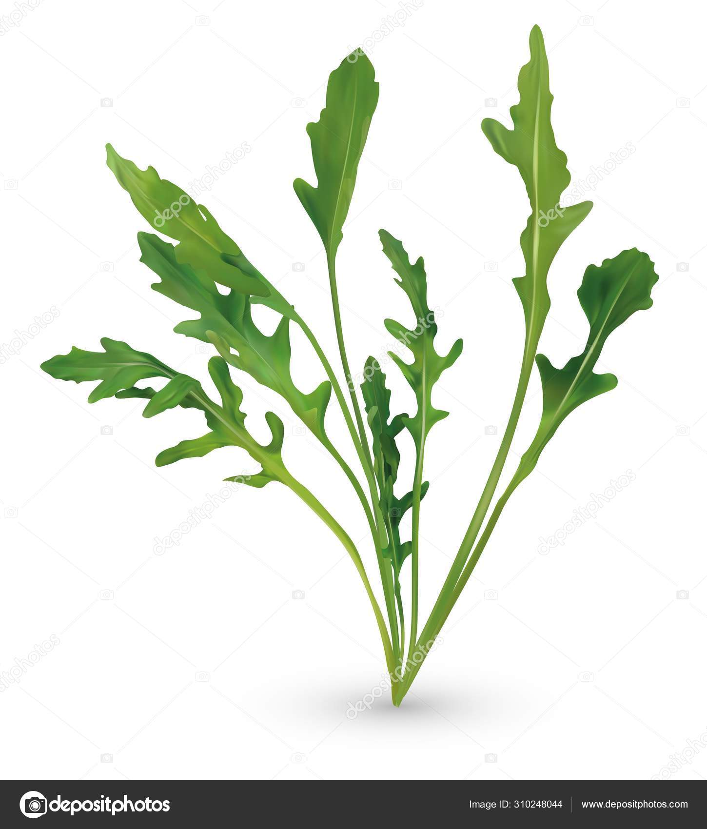 57 Eruca Sativa Vector Images Royalty Free Eruca Sativa Vectors Depositphotos