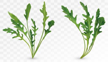 Taze yaprak arugula. Roket salatası şeffaf arka planda izole. Yeşil yaprak arugula. 3d gerçekçi salata veya rucola. Vektör çizimi