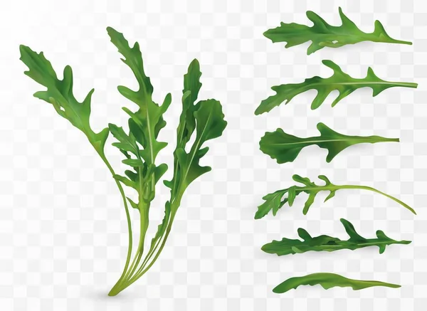 Rucola foglia fresca. Collezione foglia verde. Insalata di rucola isolata su sfondo trasparente. Illustrazione vettoriale — Vettoriale Stock