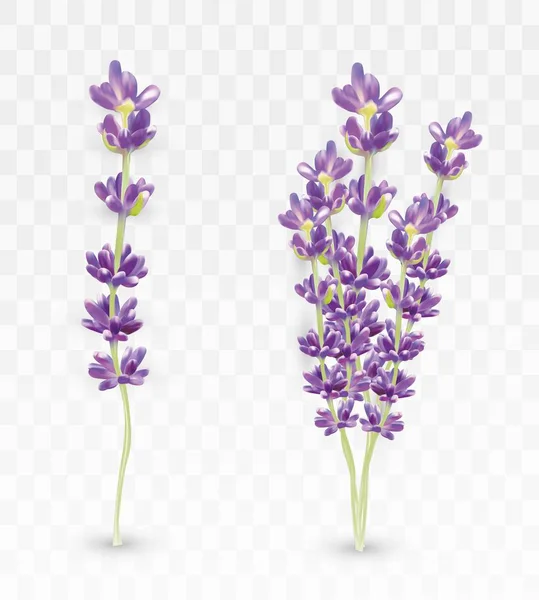 Lavanda 3D realista isolado em fundo transparente. Lindas flores violetas. Lavanda de ramo perfumada. Flor fresca cortada. Ilustração vetorial — Vetor de Stock