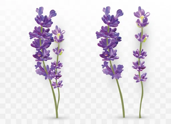 Lavande réaliste 3D isolée sur fond transparent. De belles fleurs violettes. Un bouquet parfumé de lavande. Fleurs fraîches coupées. Illustration vectorielle — Image vectorielle