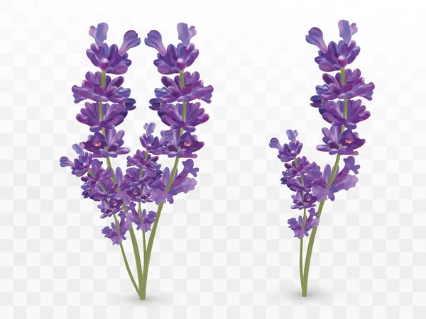 Bos mooie Violet bloemen. Lavendel geïsoleerd op transparante achtergrond. Geurende bos lavendel. Tedere bouguet van lavendel. Vector illustratie — Stockvector