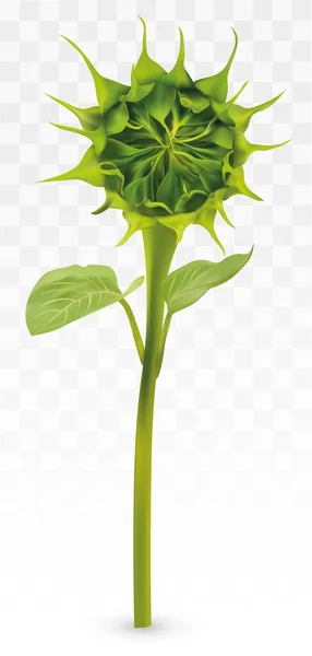 3D realistico Girasole Verde Bud su sfondo trasparente. Gemme estive Girasole. La natura. Illustrazione vettoriale — Vettoriale Stock