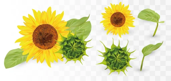 3D Realistic Sunflower dengan Green bud. Bunga musim panas dengan daun hijau. Bunga matahari dan tunas hijau pada latar belakang transparan. Alam, ekologi. Ilustrasi vektor - Stok Vektor