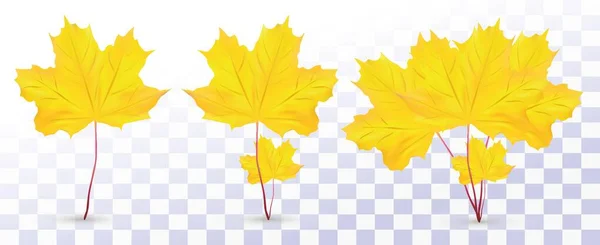 Folha de bordo realista 3D. Composição folha de bordo amarelo. Folha de recolha. Folhas de outono. Folha de bordo perto. Ilustração vetorial —  Vetores de Stock