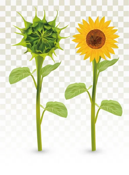 Girasol realista 3D con capullo verde. Flor de verano con hoja verde. Girasol y brote verde sobre fondo transparente. Naturaleza, ecología, bandera. Hermosa ilustración vectorial — Archivo Imágenes Vectoriales