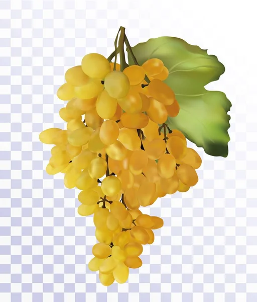 Raisins blancs frais sur fond transparent. Raisin à vin, raisin de table. Raisin 3D réaliste. Concept de nourriture. Illustration vectorielle — Image vectorielle