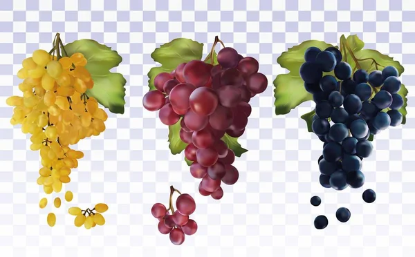Winogrona winne. Kolekcja z trzema winogronami czerwony, granatowy, biały. Winogrona stołowe. Zestaw ikon. 3D realistyczne świeże winogrona. Ilustracja wektora — Wektor stockowy