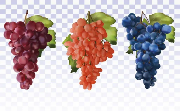 Uvas de vino. Colección de tres uvas de color rojo, azul oscuro con hoja verde. Frutas sanas. Uvas de mesa. Set de iconos. Uvas frescas realistas 3D. Ilustración vectorial — Archivo Imágenes Vectoriales