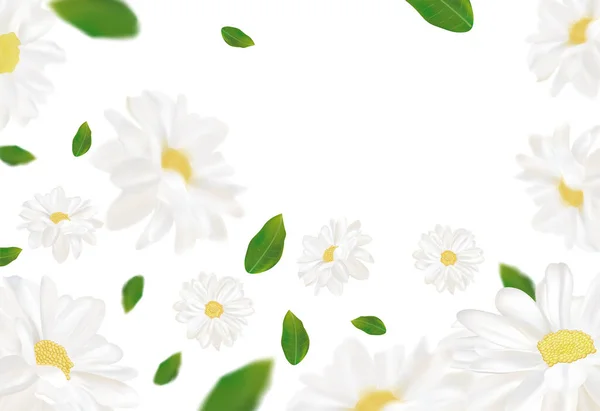 Yeşil yapraklı 3D gerçekçi papatya çayı. Beyaz papatya çayı hareket halinde. Güzel çiçek arkaplanı. Papatya çayı yakın. Düşen papatya çayı. Vektör illüstrasyonu. — Stok Vektör
