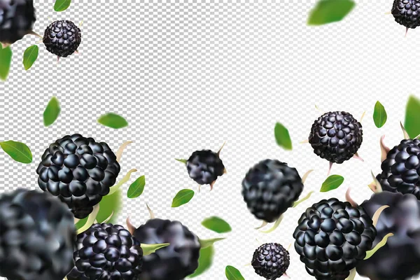 Schwarzer Himbeerhintergrund. Fliegende schwarze Himbeere mit grünem Blatt auf transparentem Hintergrund. Schwarze Himbeeren fallen aus verschiedenen Blickwinkeln. Bewegung schwarze Himbeerfrüchte sind ganz. Vektor — Stockvektor