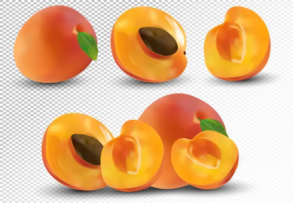 Set of apricot are whole and cut in half. Fresh fruit apricot on transparent background. 3d realistic apricot from different angles. Nature product. Vector illustration — Stock Vector