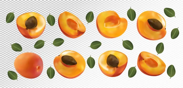 一组杏仁,叶背透明.杏果是完整的,切成两半.有用成熟新鲜杏仁富含维生素,天然产品.现实的病媒说明. — 图库矢量图片