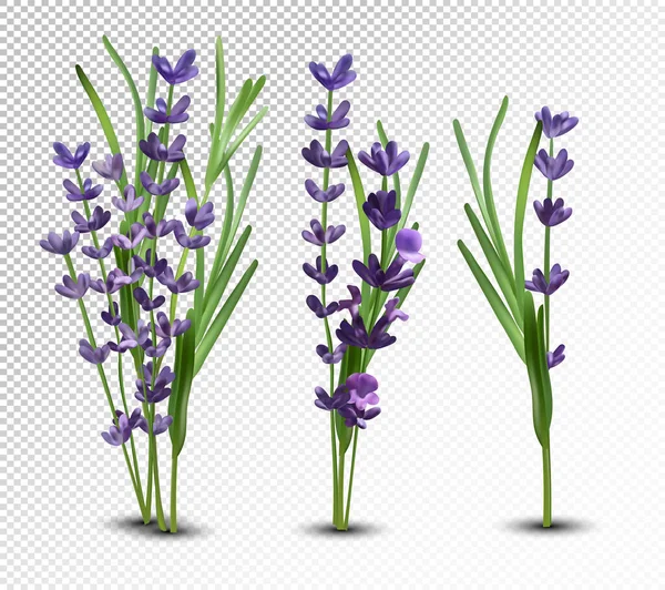 3D realistik bunga lavender dengan daun hijau. Collection bouquet lavender. Lavender harum pada latar belakang transparan. Bunch indah lavender closeup. Ilustrasi vektor. - Stok Vektor