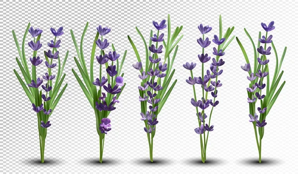 3D realistic fragrant bunch lavender. Bunch beautiful lavender on transparent background. Tender violet lavender. Big collection flower lavender with green leaf. Vector illustration — Stock Vector
