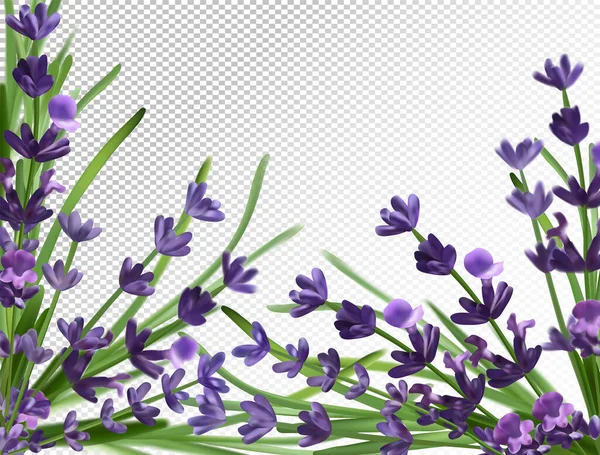 Aroma de alfazema. Violeta Lavanda background.3d flor lavanda realista. Lavanda perfumada. Ilustração vetorial — Vetor de Stock