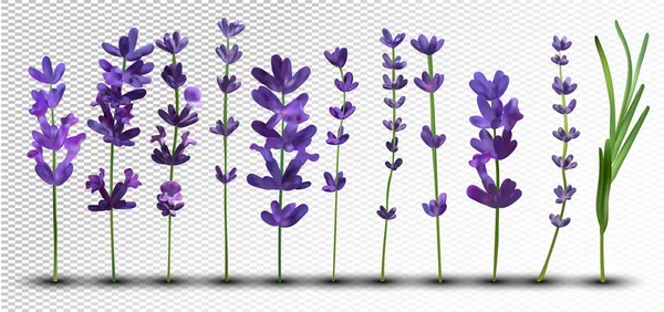 Koleksi besar bunga yang realistis ungu lavender. Buket lavender lembut. Lavender harum pada latar belakang transparan. Bunch indah lavender closeup. Ilustrasi vektor 3d. - Stok Vektor