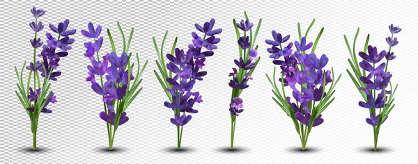Kollektion violetten Lavendel mit grünem Blatt isoliert auf weißem Hintergrund. Blütenstrauß. Lavendel aus nächster Nähe. Duftender Lavendel. 3D-Vektor-Illustration. — Stockvektor