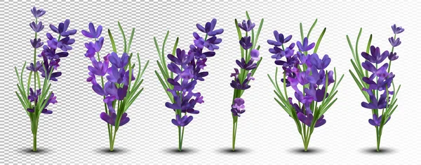 Coleção lavanda violeta com folha verde isolada sobre fundo branco. Flor de bando. Lavanda de perto. Lavanda perfumada. ilustração vetorial 3d . — Vetor de Stock