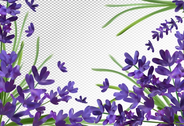 Bunch aroma lavender. Violet Lavender background.3d realistic flower lavender. Fragrant lavender. Vector illustration — Stock Vector