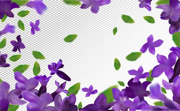 Fond lavande. Belle lavande avec feuille verte sur fond transparent. Lavande fleur violette en mouvement. Fleur volante. Illustration vectorielle 3D — Image vectorielle