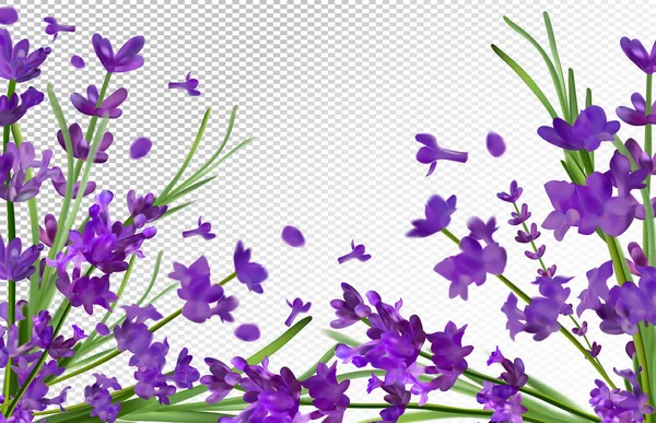 Lavender background. Beautiful violet lavender on transparent background. Aroma lavender in motion. Flying lavender. Vector illustration — Stock Vector