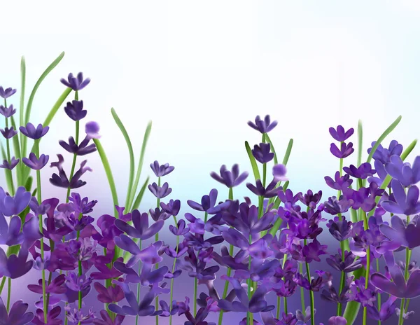 Menekşe lavanta arka planı. Üç boyutlu gerçekçi aromatik lavanta. Çiçek lavantası yakın çekim. Güzel kokulu lavanta. Vektör illüstrasyonu — Stok Vektör