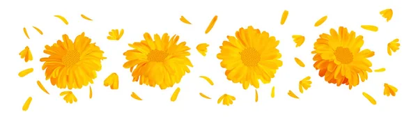 Bunga marigold realistis 3d. Calendula diisolasi pada latar belakang putih. Pemandangan bagus. Ilustrator yang cantik. Calendula tutup — Stok Foto