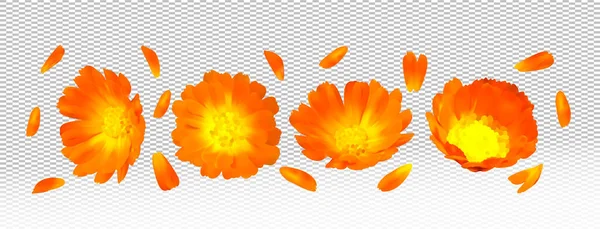 3d realistic calendula on transparent background. Fragrant flower marigold close up. Medicine calendula. Vector illustration — Stock Vector