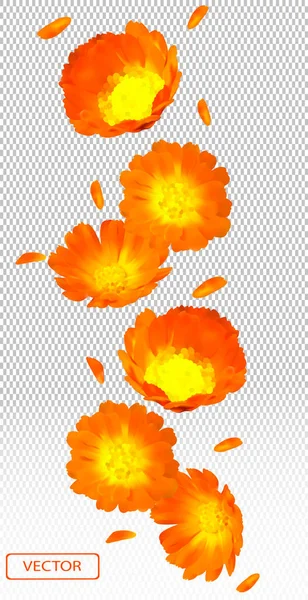 Calendula réaliste 3d sur fond transparent. Souci des fleurs en gros plan. Chute de fleur de calendula sous différents angles. Médecine calendula. Illustration vectorielle — Image vectorielle