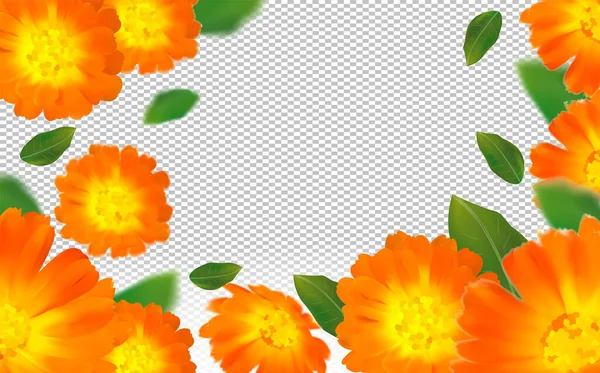 Calendula réaliste 3d sur fond transparent. Souci des fleurs en gros plan. Chute de fleur de calendula sous différents angles. Calendula volant avec feuille verte. Médecine calendula. Illustration vectorielle — Image vectorielle