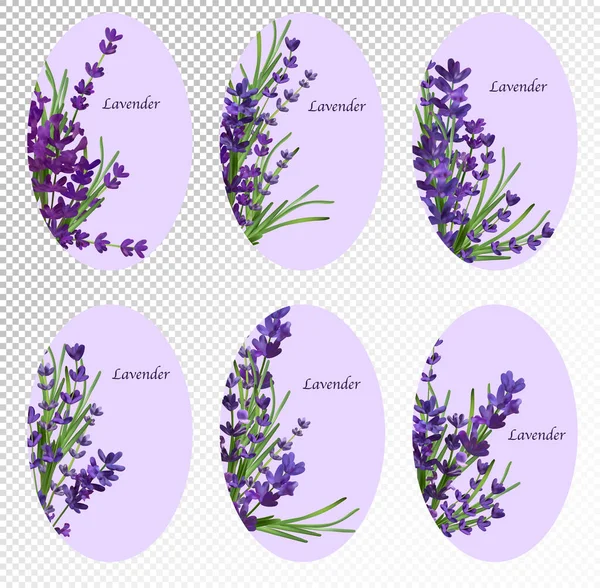 Kumpulan karangan bunga dari enam set bunga ungu lavender. Lembaran bunga Lavender untuk barang-barang parfum, produk perawatan kesehatan, undangan pernikahan. Set dari gambar vektor. - Stok Vektor