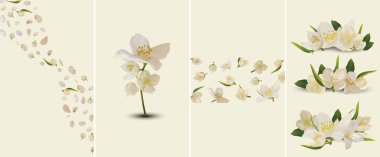 Güzel Jasmine, mesajın ya da afişin için hazır. Beyaz çiçekli yasemin koleksiyonu. Güzellik ürünü, parfüm ya da ilaç afişi. Sarı arka planda 3 boyutlu yasemin. Vektör illüstrasyonunu ayarla