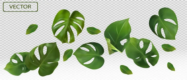 Feuilles vert tropical monstera sur un fond transparent. Bannière pour parfums, produits cosmétiques, médicaments. Feuille de monstère réaliste 3d. Illustration vectorielle — Image vectorielle