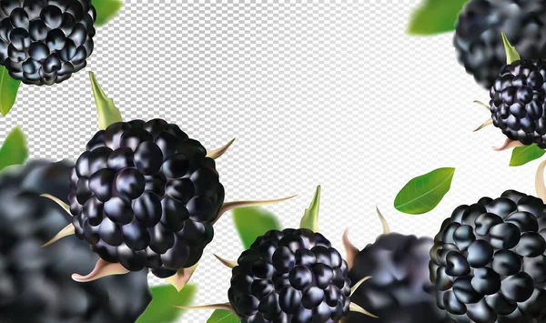 Mûre fraîche sous différents angles. Framboise noire riche en vitamines. Blackberry ensemble avec feuille verte sur fond transparent. Illustration pour votre affiche, bannière, produit naturel. — Image vectorielle