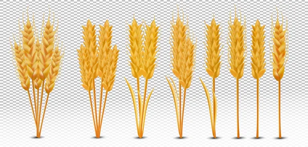 Orelhas de trigo com grãos em fundo transparente. Amarelo talos inteiros trigo, produto orgânico, agricultura. Defina orelhas de trigo realistas. Ilustração vetorial. —  Vetores de Stock