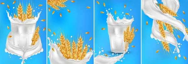 Wheat ears grains with splash milk or yogurt. Yellow whole stalks wheat, organic product, agriculture, healthy food. Illustration food packaging element illustration. Set realistic wheat ears.Vector. — Stock Vector