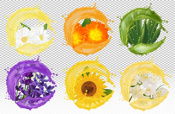 Splash de lichid pe flori. Mușețel realist, calendula, lavandă, aloe vera, floarea-soarelui, iasomie. Ilustrație pentru produse de înfrumusețare, ceaiuri, parfumuri, medicină. Ilustrație vectorială — Vector de stoc