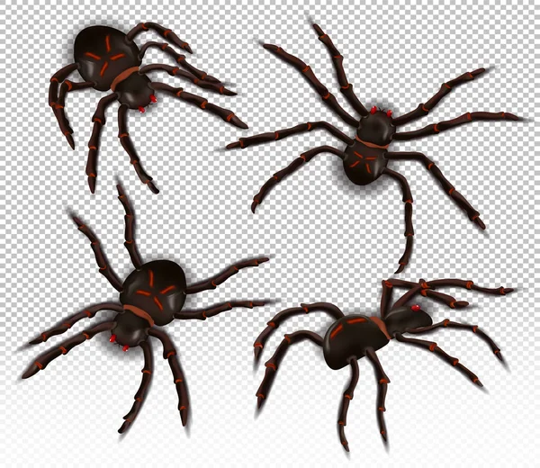 Wild realistische Spinne aus verschiedenen Blickwinkeln. Spinnen auf transparentem Hintergrund. Die Halloween-Figuren. Vektorillustration — Stockvektor