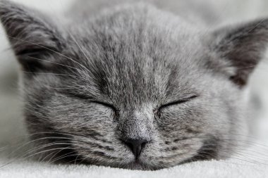 Uyuyan bebek Britanya ile ilgili stenografi kedi 