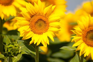 Güzel bulanık geç ayçiçeği 