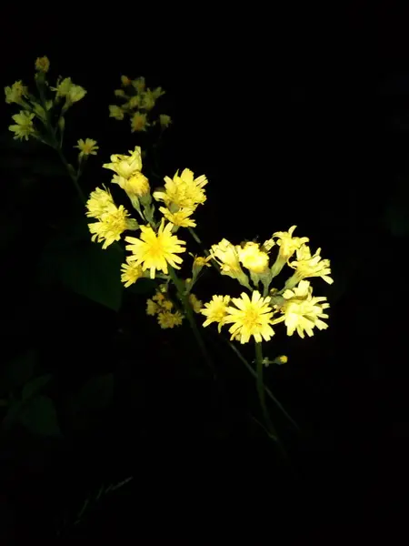 Flowers Bouquet Romance Aroma — Stock Photo, Image