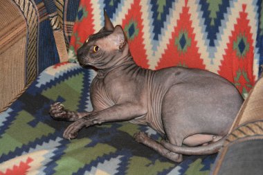 Don Sphinx zarif görünüm