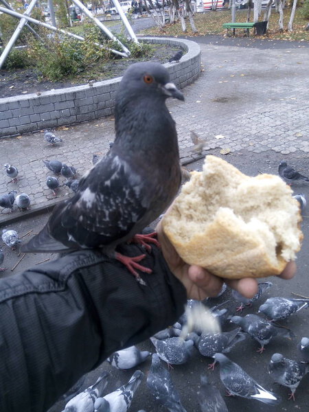 pigeon, bread, park, summer