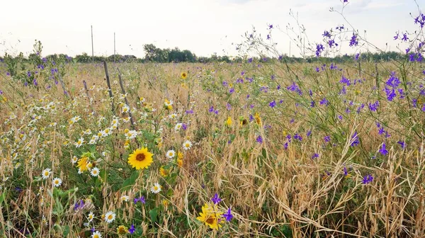 Kır çiçekleri (ayçiçeği ve diğer bitkiler). Starocherkassk, Rusya Federasyonu