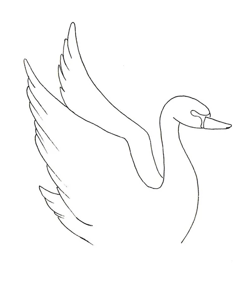 Ligne d'encre silhouette de cygne peint avec des ailes — Photo