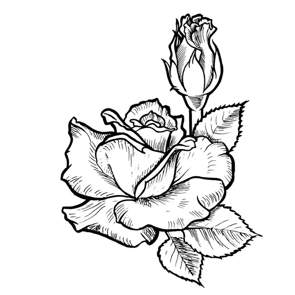 Біла векторна квітка троянди з чорною фарбованою лінією . — стоковий вектор