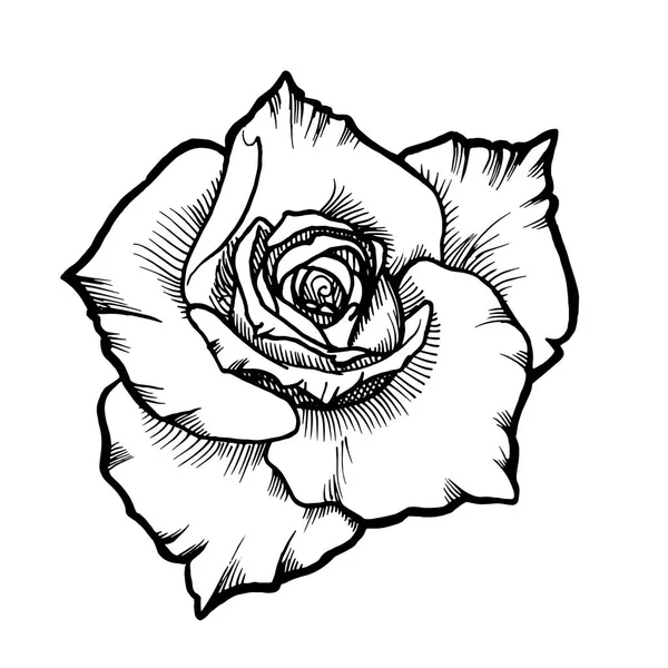 Bunga mawar vektor putih dengan kontur garis bertinta hitam . - Stok Vektor