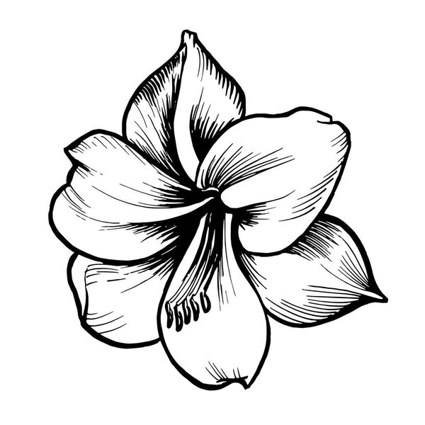 White outlined vector flower with black inked line.