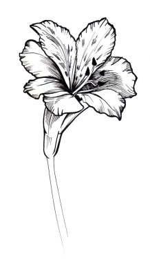 Siyah mürekkep çizgi stili kroki çiçek. El Alstroemeria boyalı.